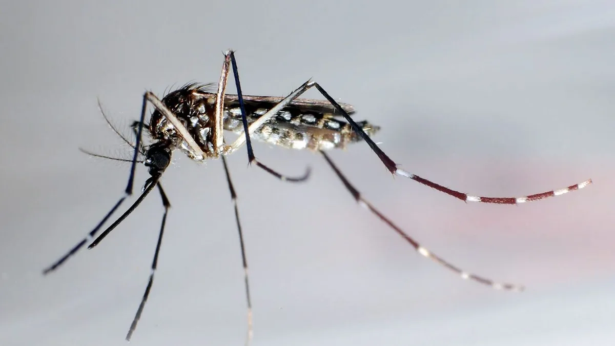 Von Mücken übertragen: So viele Dengue-Fälle in Florida wie seit Jahrzehnten nicht