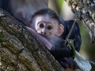 « C’est rare et précieux » : un mangabey à collier blanc, espèce en danger, est né aux Terres de Nataé, près de Lorient