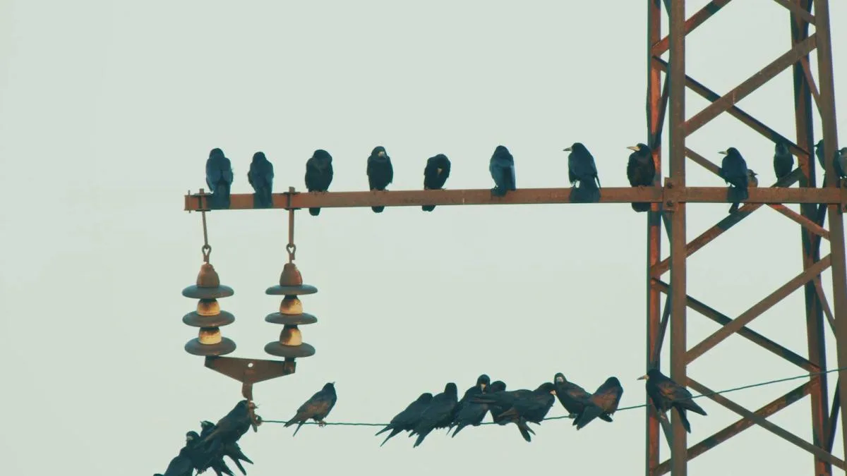 El mismo cielo: cómo proteger a las aves en un país clave para la biodiversidad europea