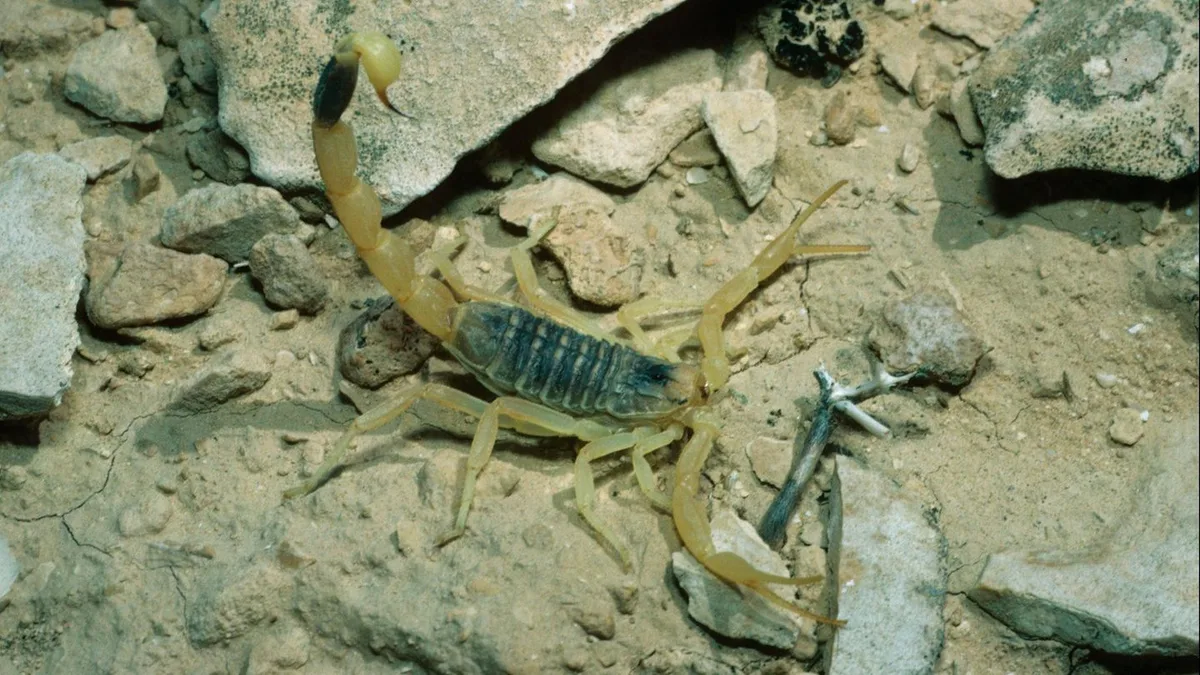 Düsseldorf: Giftiger Skorpion versteckt sich in Jacke und sticht am Flughafen zu