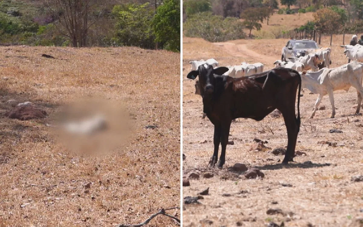 Agrodefesa encontra bois mortos e desnutridos abandonados em fazenda de Goiás