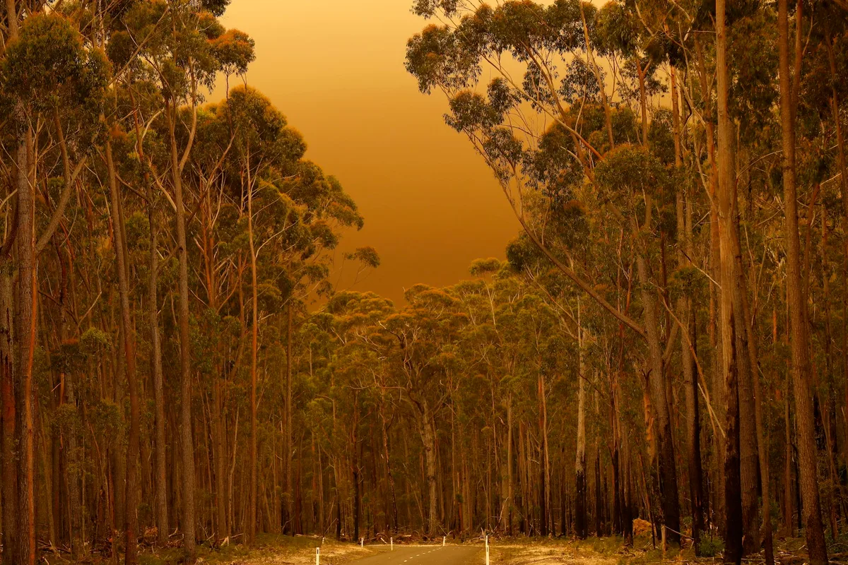 Colonisation, not climate change, first primed these forests to burn