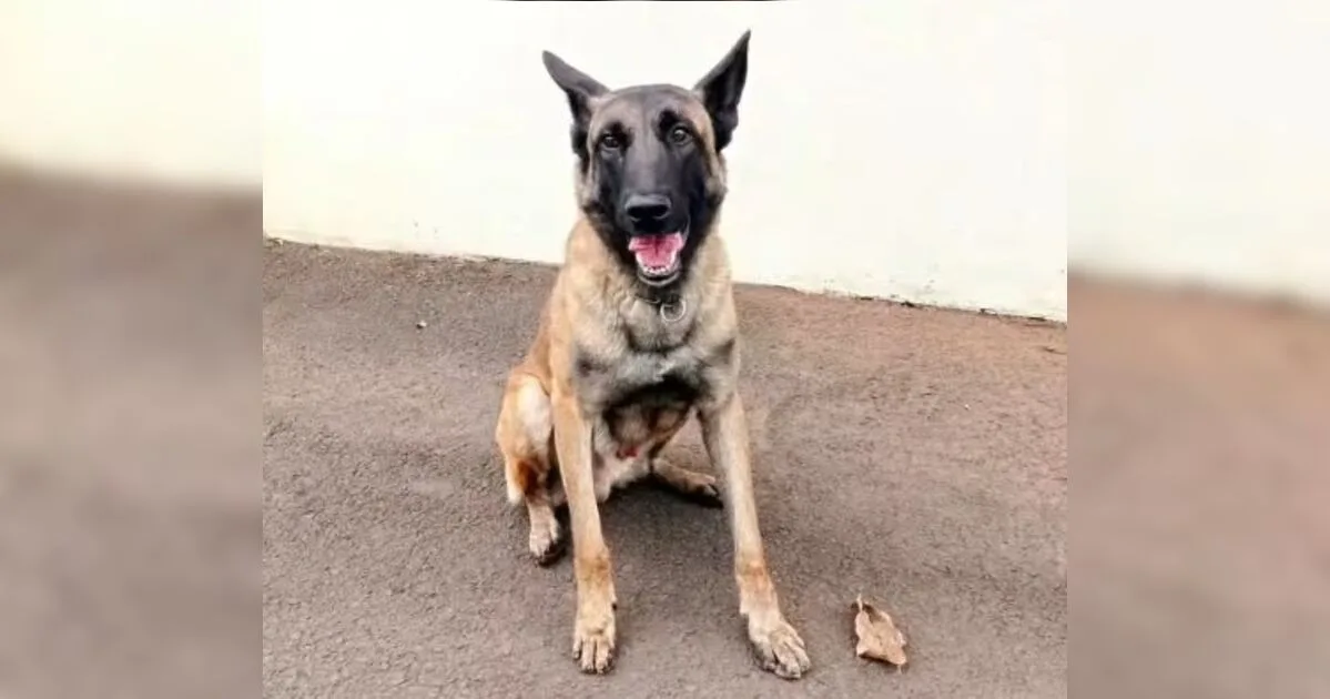 Morre o cão policial Rintin Tin do Canil do 10º BPM de Apucarana