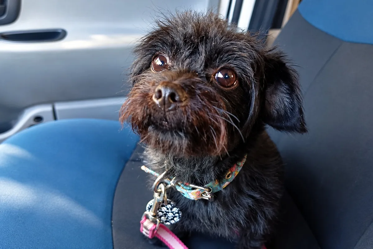 La increíble historia de Yoko, la perrita que fue arrojada desde un auto y hoy navega por el Río de la Plata