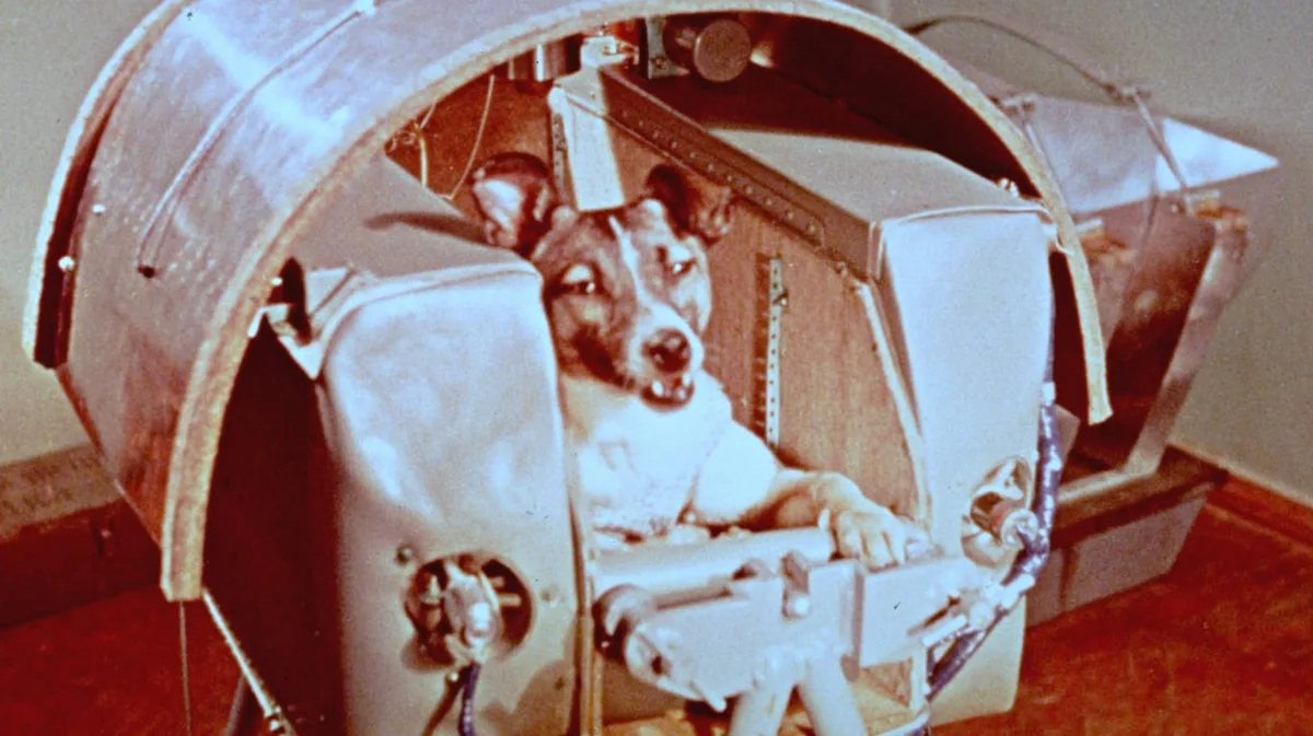 La trágica historia de Laika, la perra que viajó al Espacio: la URSS sabía que no volvería y ocultó el secreto durante 45 años