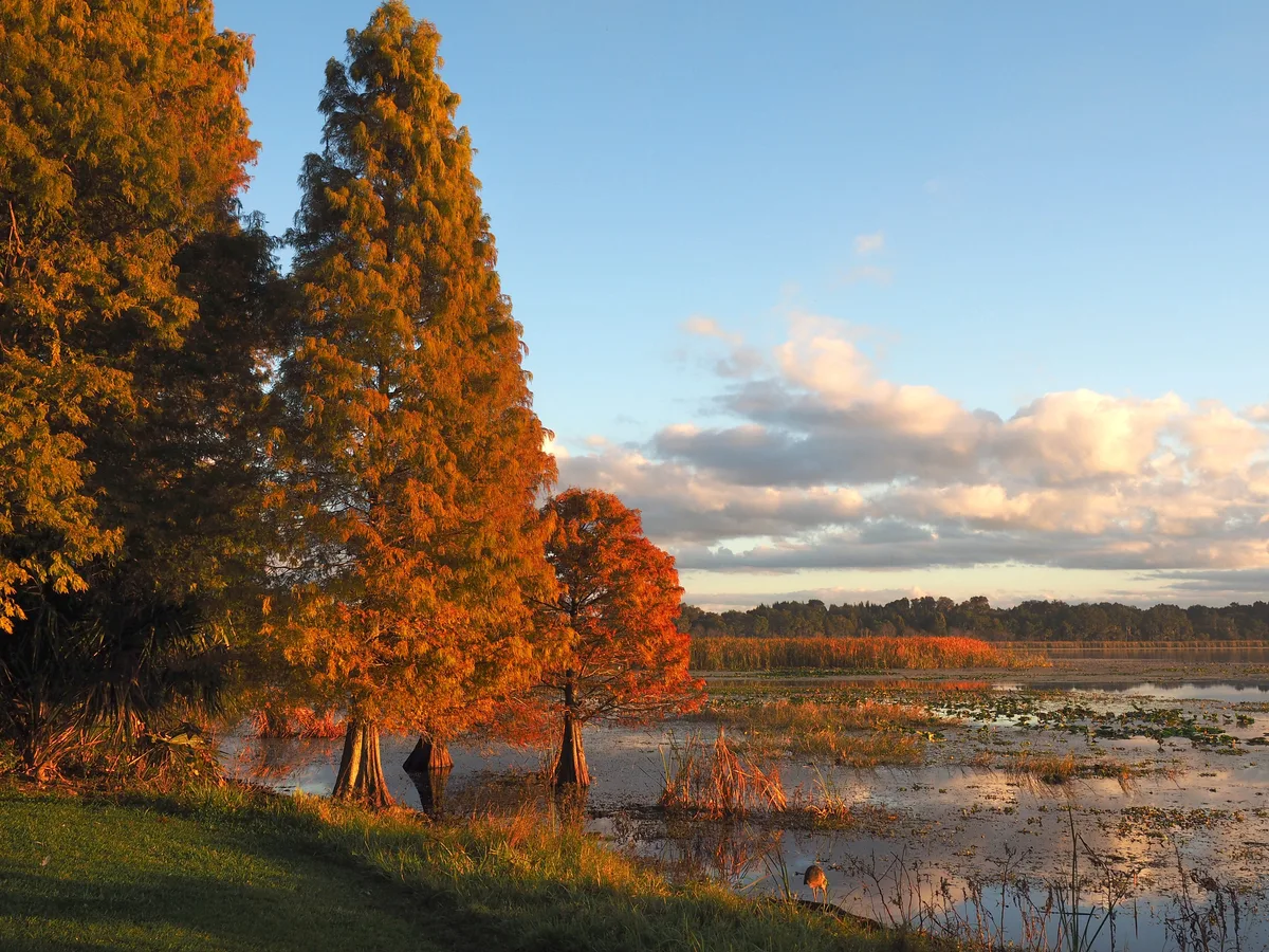 I've lived in Florida for 25 years. Here's why I think fall is the best time to visit.