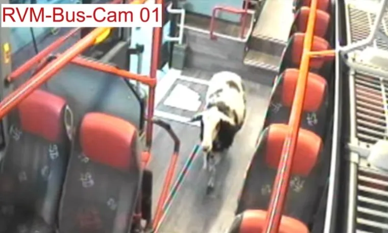 Ovelha fugitiva para dentro de ônibus e passa por lava-rápido na Alemanha; vídeo