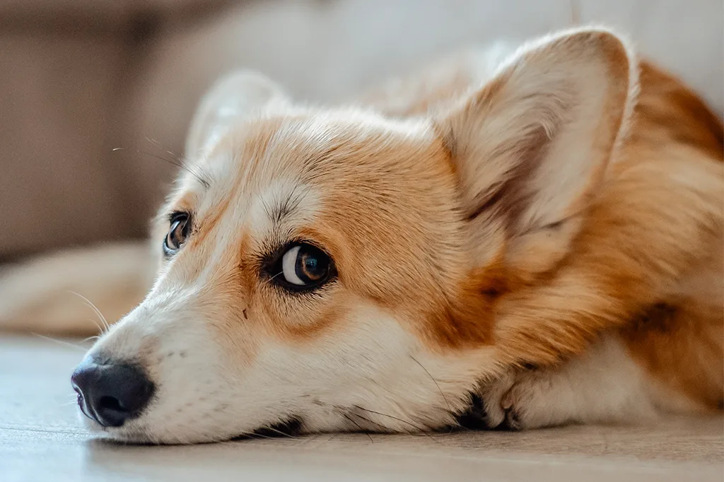 Cães entendem quando estamos felizes ou tristes pelas nossas expressões faciais, diz estudo