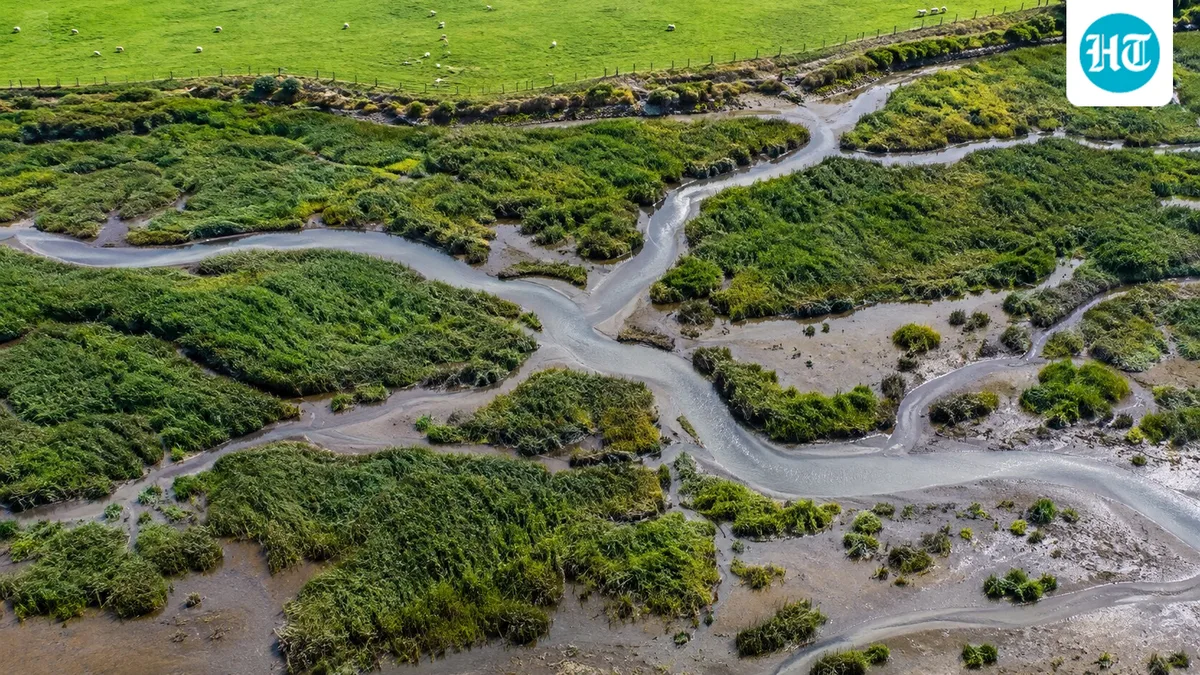 In 1940s New Zealand, cordgrass was planted to reclaim wetlands for grazing; it spread across tidal mudflats, forcing decades of eradication work