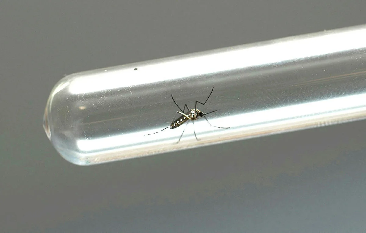 Chikungunya crônica: por que as dores podem durar anos