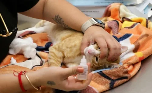 Alcaldía Benito Juárez suma más de 500 esterilizaciones de perros y gatos en 2026; busca frenar la sobrepoblación animal