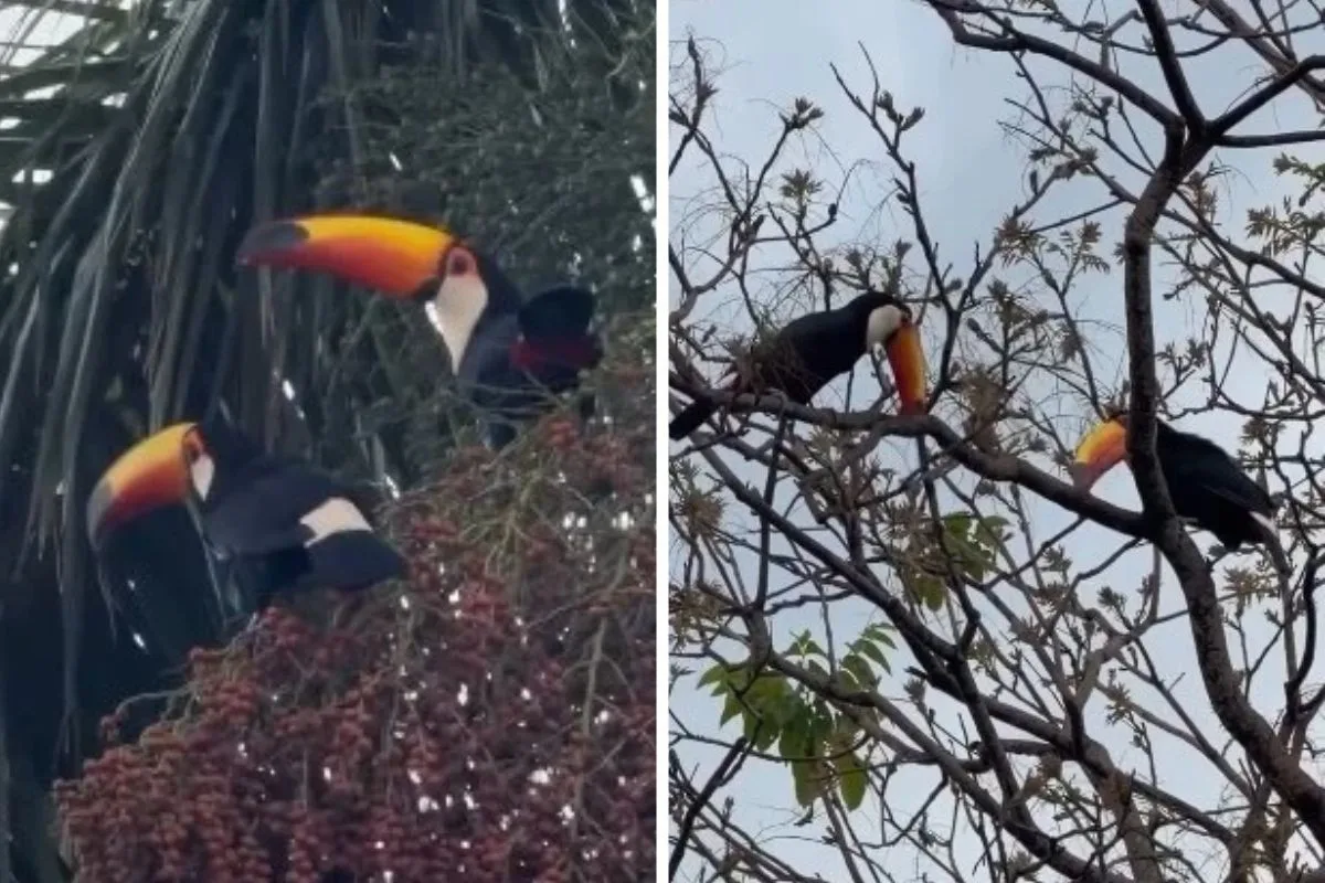 Fotógrafa registra casal de tucanos às margens do Rio Paraguai em MS; veja curiosidades sobre a ave
