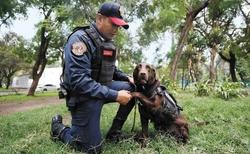 Rumbo al 19S: Zory, entrenada para rescatar personas debajo de escombros completa