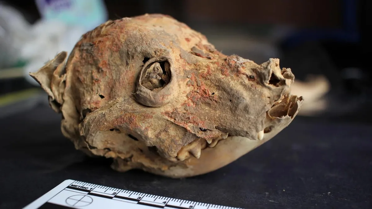 Arqueólogos descobrem cão mumificado sem pelos de 1.200 anos no Peru