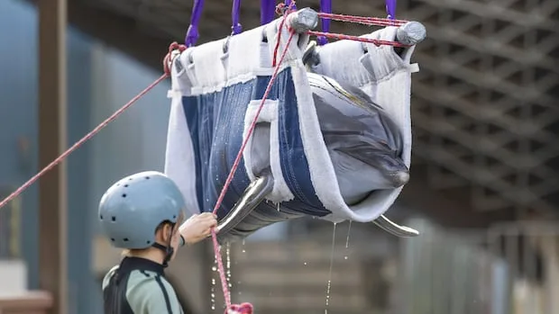 Marineland dolphins, 2 more whales leave Niagara Falls, Ont., for Spain, a beluga moved to U.S. dies