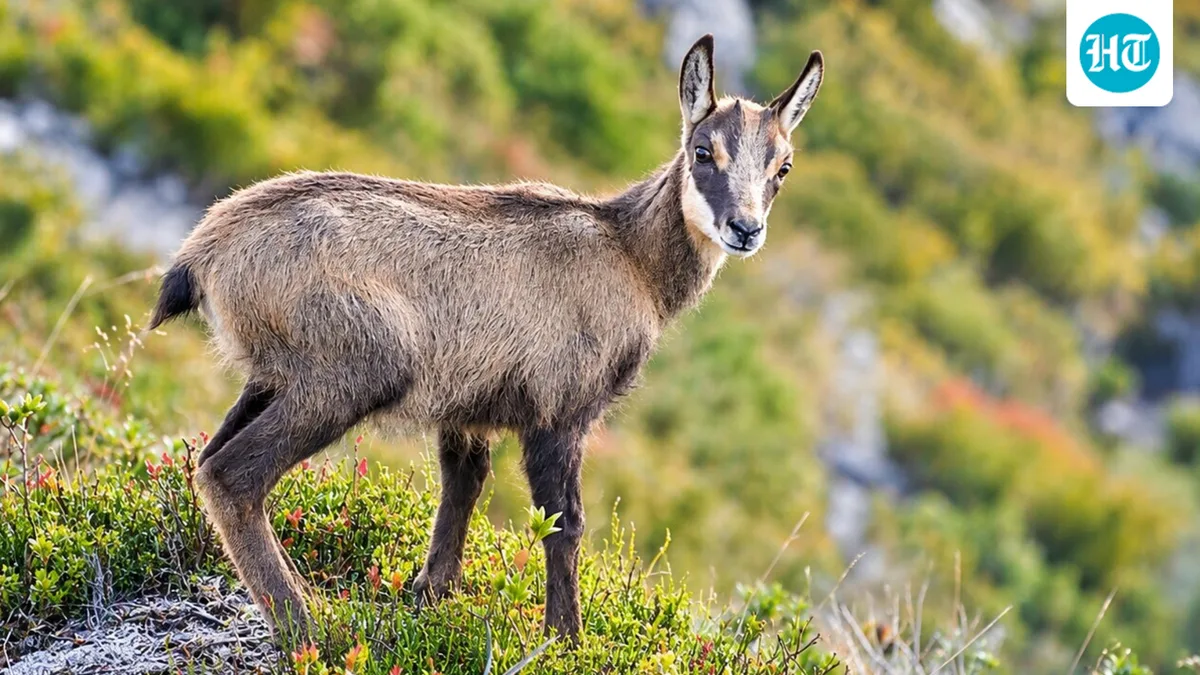 In 1907, Austria's emperor gifted chamois to New Zealand; the mountain animals spread through the South Island, browsing fragile alpine vegetation