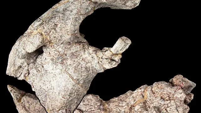 Frühe Urzeit-Echsen: Neuer Dinosaurier aus Tansania beschrieben