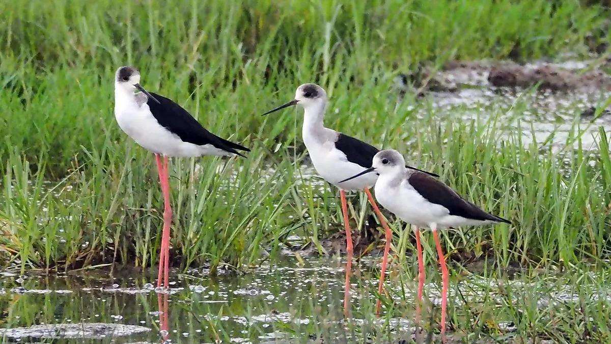 Cockburn Wetlands Centre’s city funding will expire in 2028 to encourage it to find other revenue streams