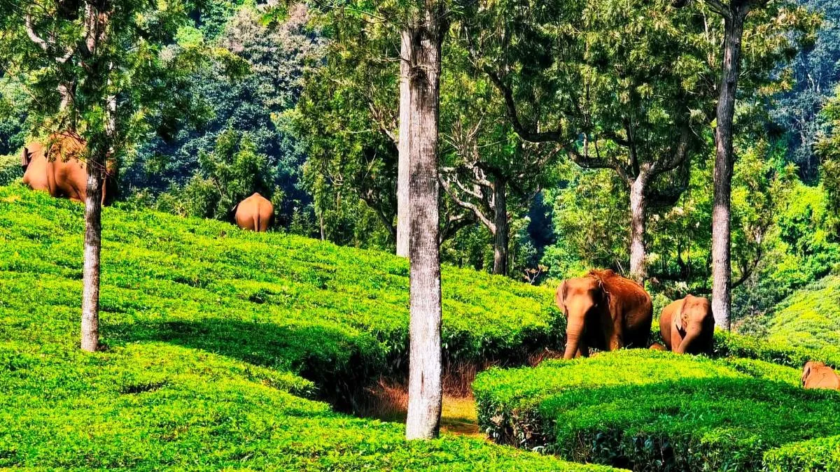 Devikulam range in Keralam’s Idukki witnesses three deaths due to wild elephant attack in four months