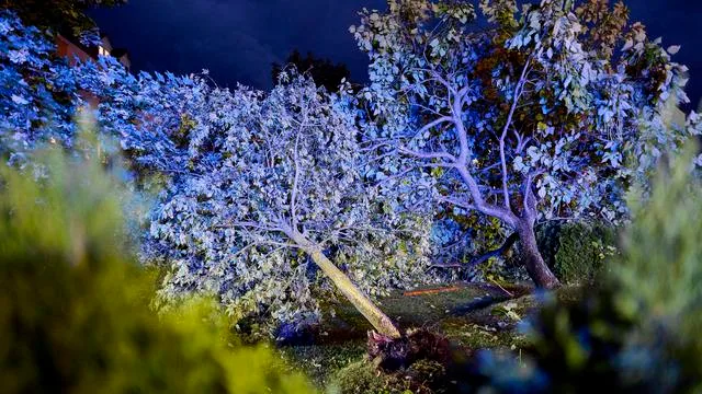 Unwetter: Verletzte durch umgestürzten Baum in Rheinland-Pfalz