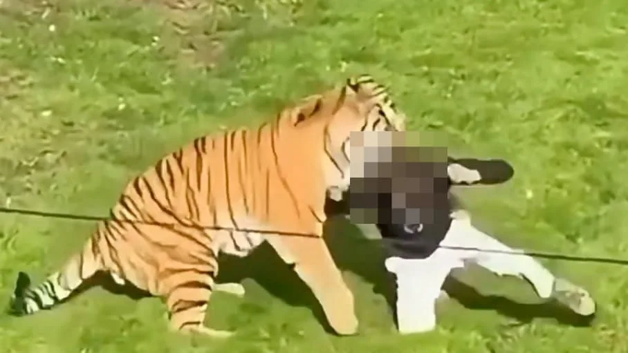 Mann von Raubkatze zerfleischt - Er tanzte, bevor er in das Tiger-Gehege sprang