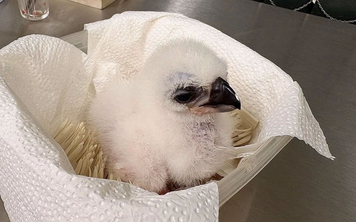 Filhote de ave de rapina nasce com assistência de veterinários no Zoo de SP