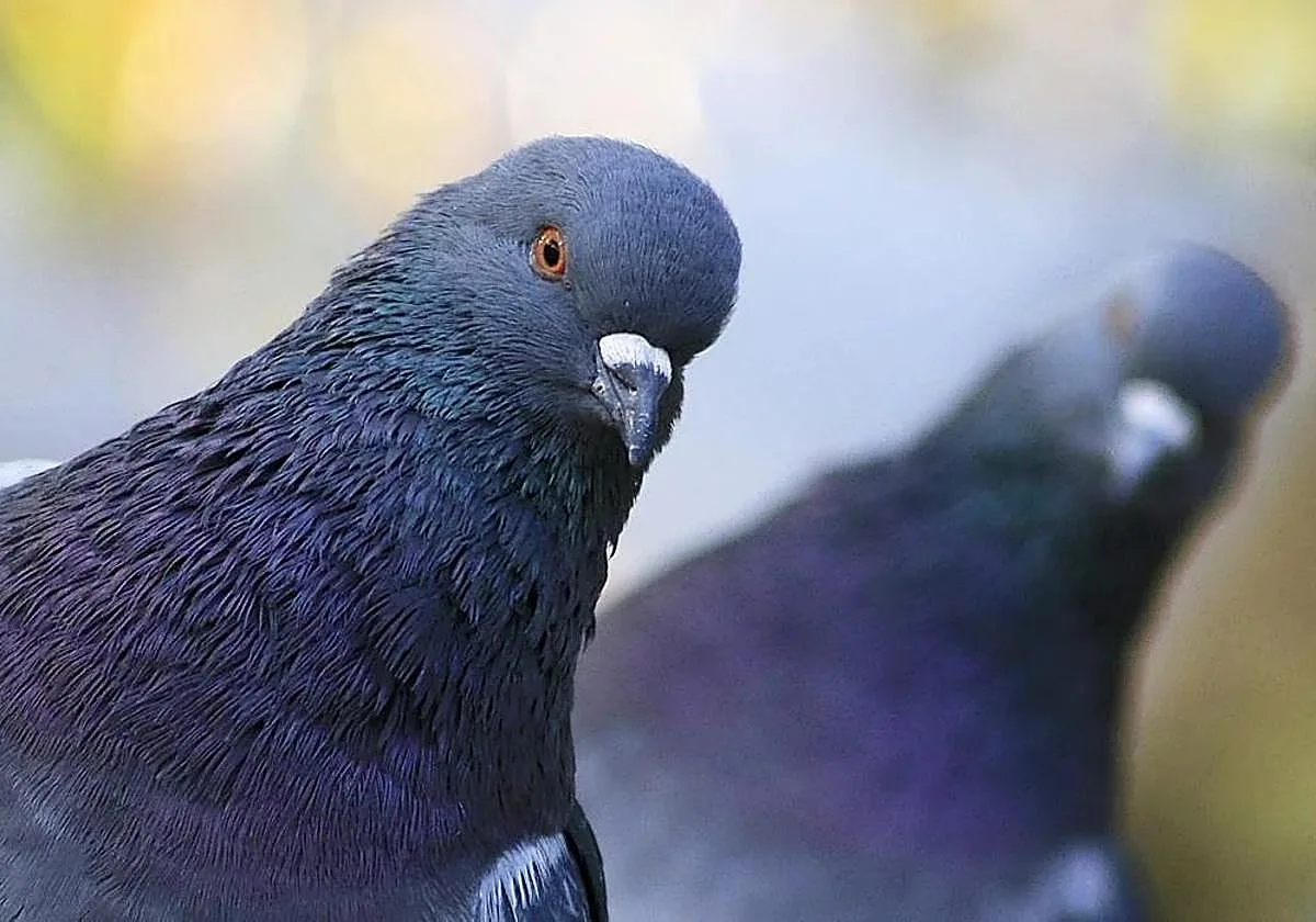 Entran dos veces en un azotea en pocas horas y roban varias palomas deportivas en Córdoba