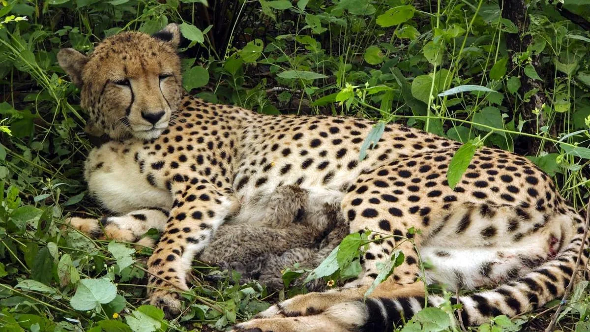 India-born cheetah gives birth to four cubs at Kuno