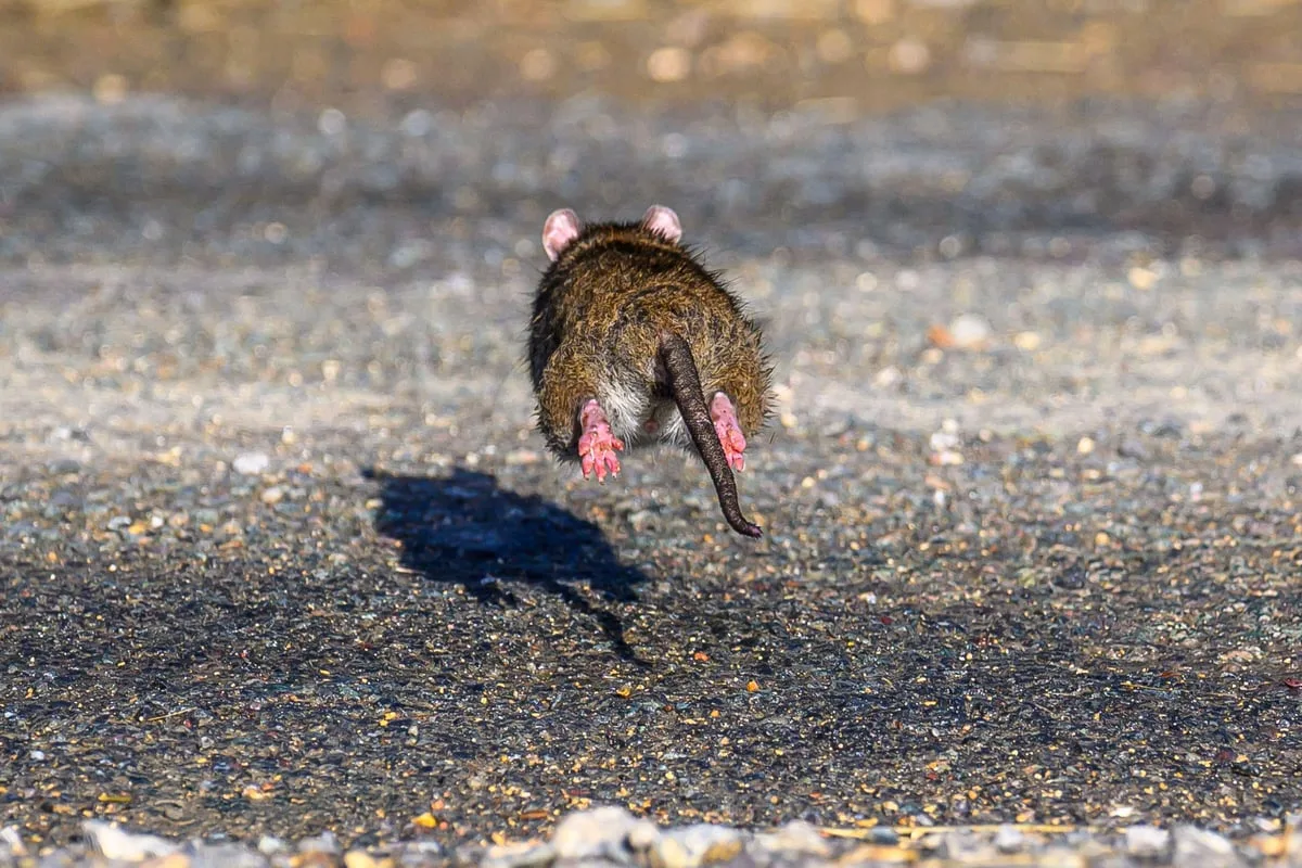 Claims for rats and mice infestations could spike this autumn, insurer warns