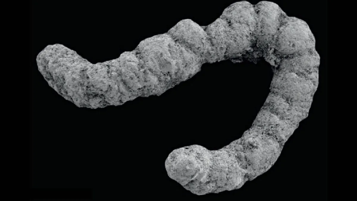 Australia y Alemania encuentran un gigantesco montón de heces de hace 540M de años y descubre cómo se produjo “el milagro de la evolución”