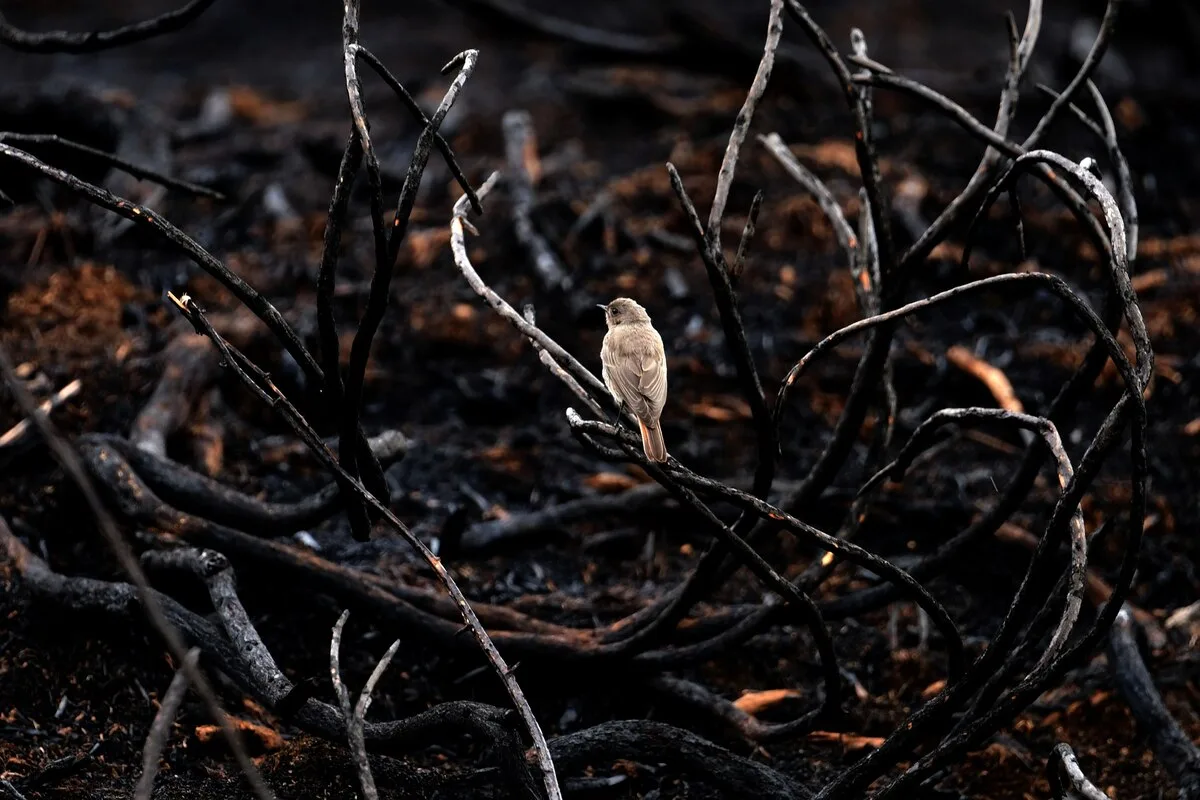 山火事で動物のすみかが「灰の砂漠」に、逃げられない動物とは