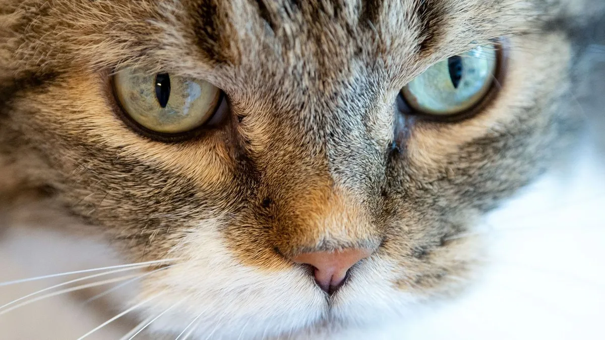 Polizei ermittelt: Vermisster Kater kehrt mit Schusswunde zurück