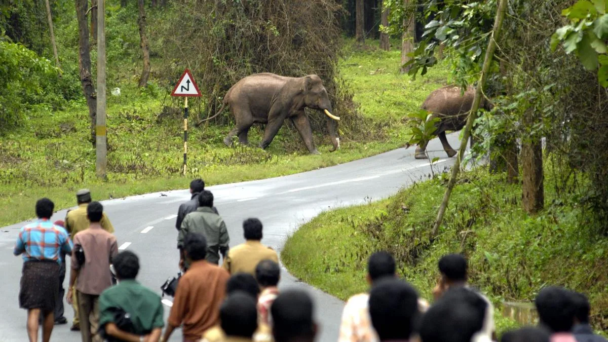 Human-animal conflict in Keralam: Compensation for victims likely to be revised