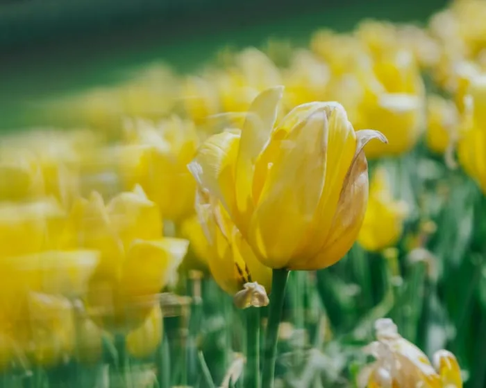 Blooming beautiful! The Tesselaar tulip festival – in pictures