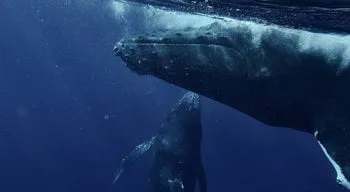 O "frenesim alimentar" no Ártico provocado pelo aquecimento dos mares
