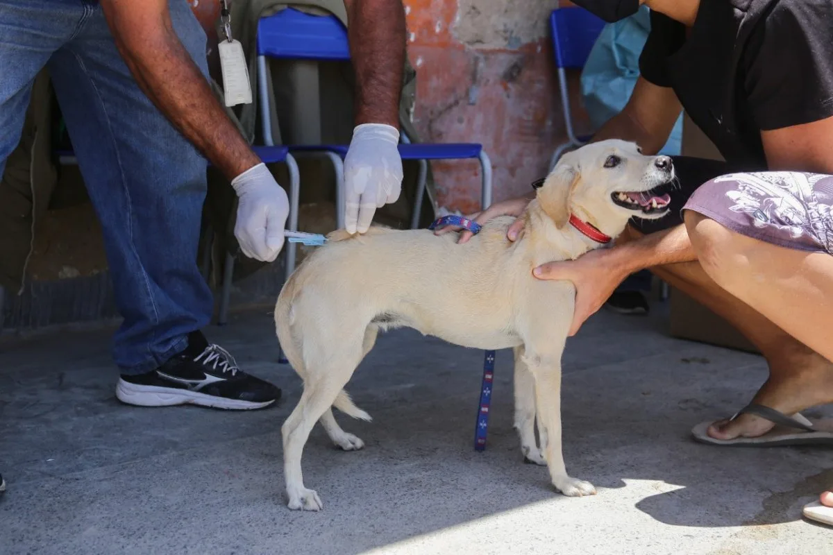 Confira pontos de vacinação antirrábica para cães e gatos neste sábado