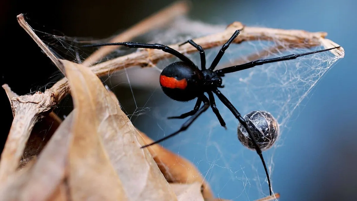 Australische Rotrückenspinne: Mit Rückwärtssalto gegen den Tod nach dem Sex