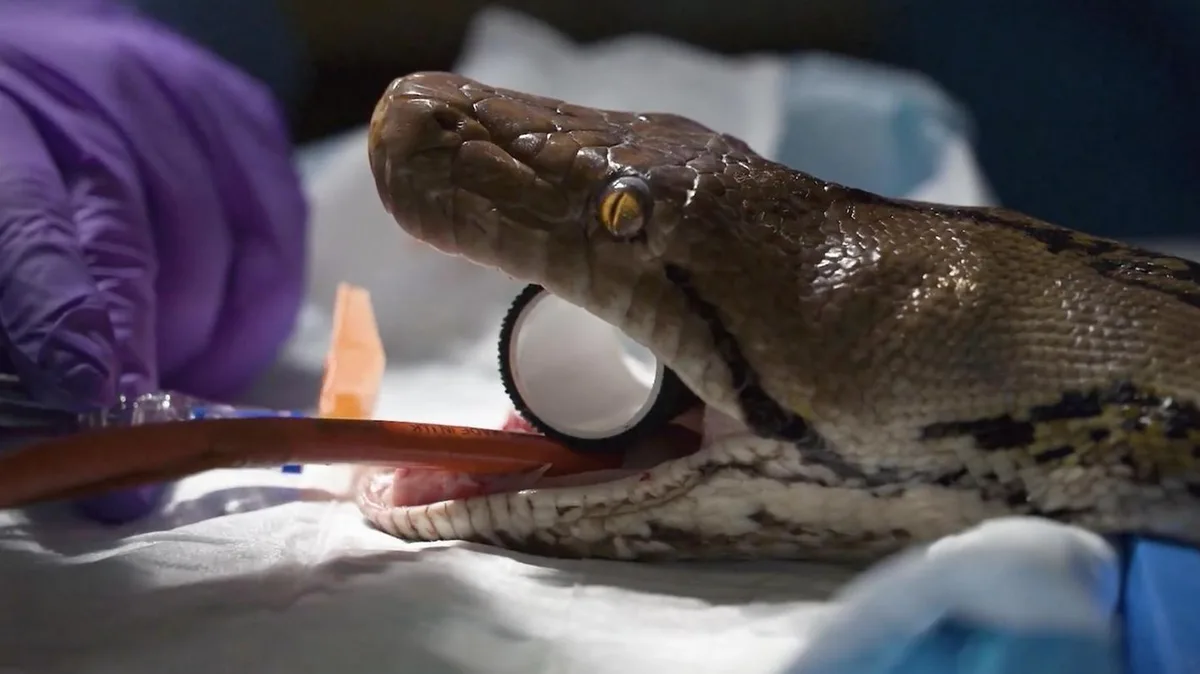 Medizin-Wunder um Python: Wissenschaftler heilen Schlange von Krebs – mit dieser besonderen Therapie