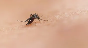Mosquito transmissor do dengue e zika detetado em Castelo Branco