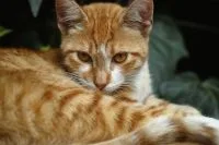 Por que os gatos miam em frente a uma porta fechada? Entenda o comportamento dos felinos