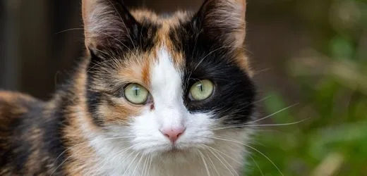 Baden-Baden: Katze soll Wasserhahn aufgedreht und setzt Wohnung unter Wasser gesetzt haben