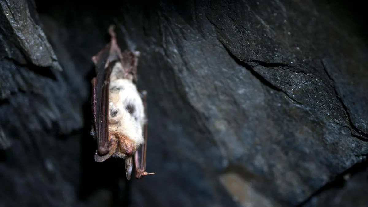 Tierschutz: Bedrohte Tiere - wie es um Fledermäuse in Thüringen steht