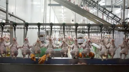 "Il y a des faiblesses à tous les niveaux" : les producteurs de poulet demandent la suspension des importations de volailles thaïlandaises