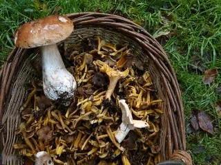 Quiz. Savez-vous reconnaître les champignons ?