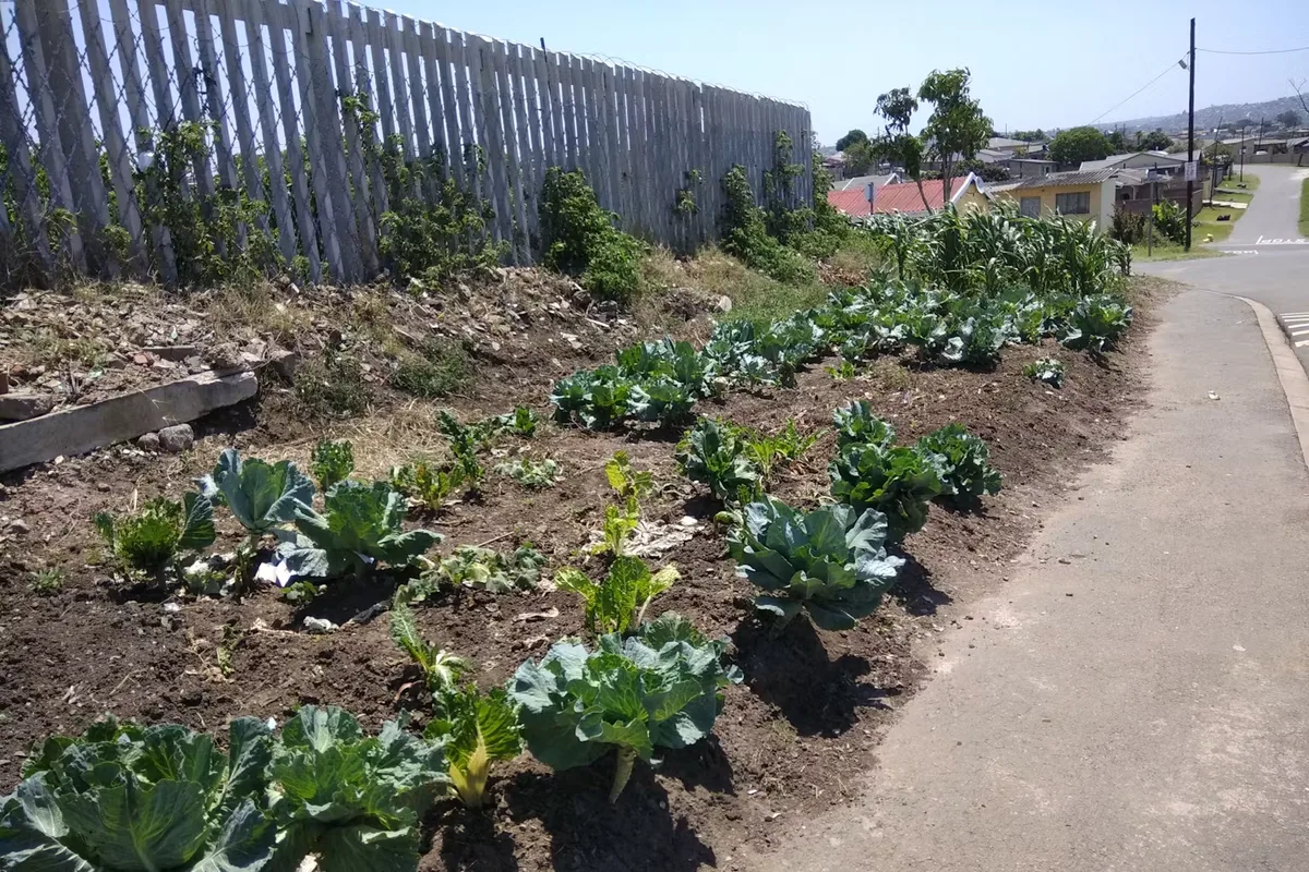 THE CONVERSATION: Urban foraging is a growing trend that calls for better planning