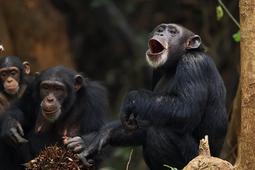 Por que os macacos nunca poderão falar como os humanos: uma questão de narizes