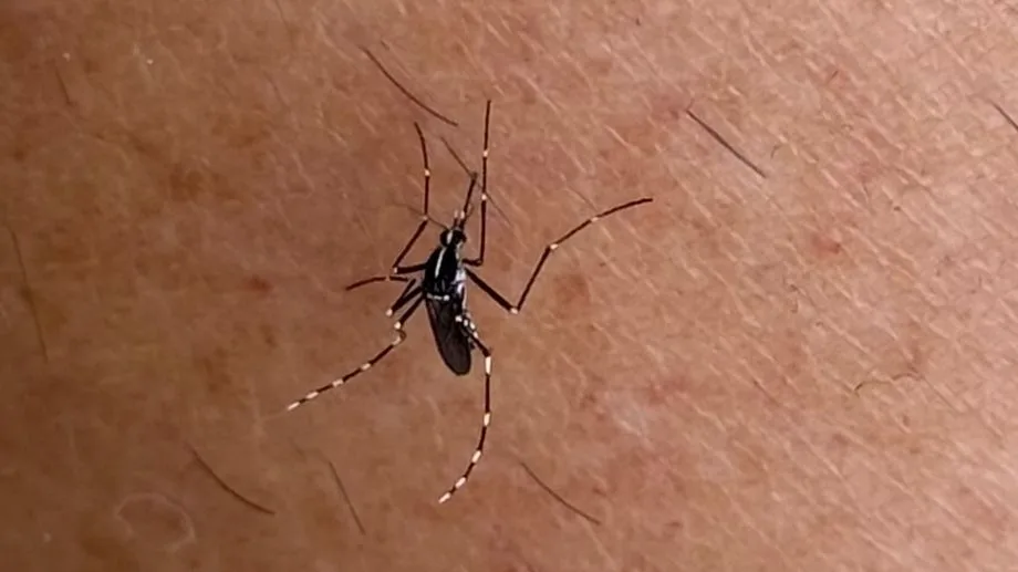 Un premier cas autochtone de chikungunya détecté à Aigues-mortes