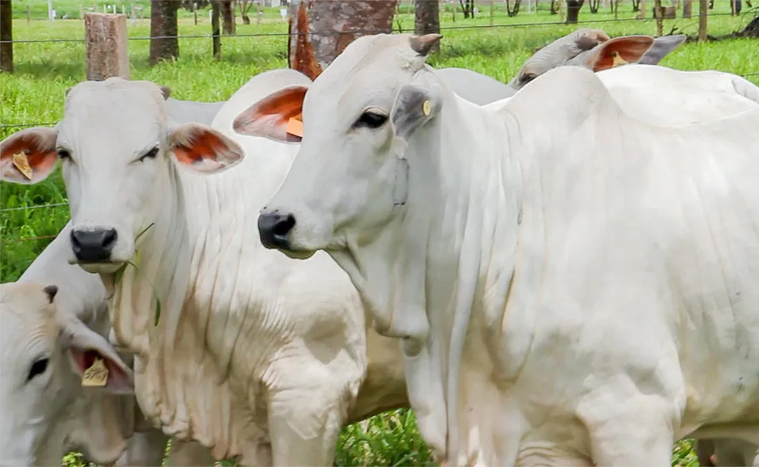 Arroba da vaca gorda fecha em R$ 296,50 no Acre em cotação