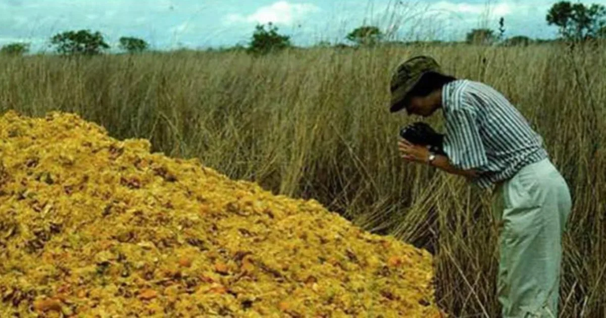 En 1997 arrojaron 12.000 toneladas de cáscaras de naranja en un parque nacional y años después se formó un ecosistema con 176% más de biomasa y diversidad vegetal