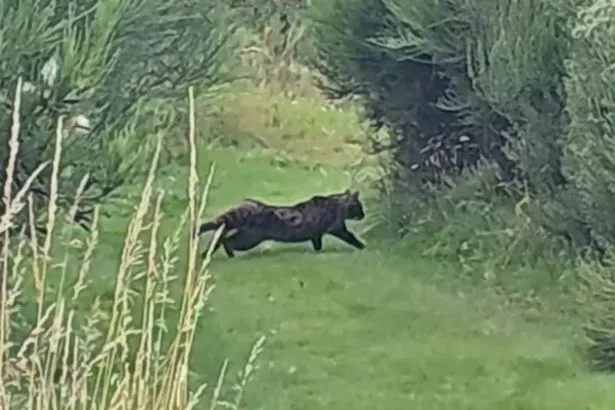 Mystery Labrador-sized 'big cat' spotted near Scottish fishing lake sparking fierce debate